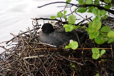 Mrs Coot IMG_1133.jpg