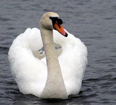 mute swan.jpg