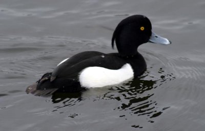 tufted duck.jpg