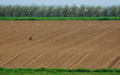 DSC_4087a-900.JPG