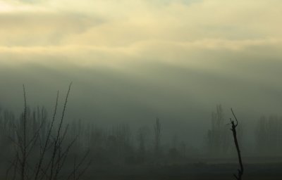 Niebla / Fog
