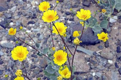 Desert Flowers DSC_3075.jpg