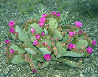 Flowering Cactus.jpg