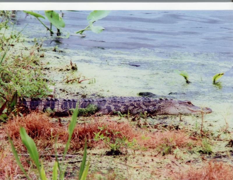 Gator in Nature