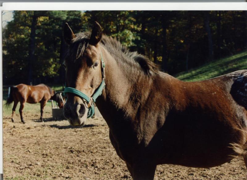 Horse in Chelmsford, Massachusetts