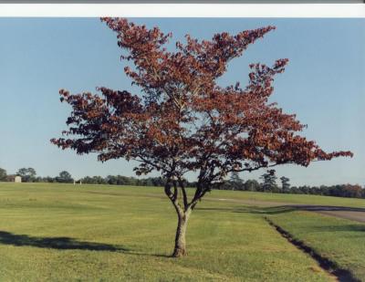 Tree on historic grounds