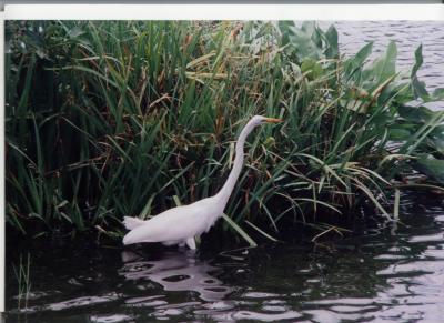 Birds in the Wetlands