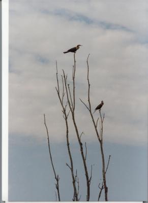 Birds on top of Trees