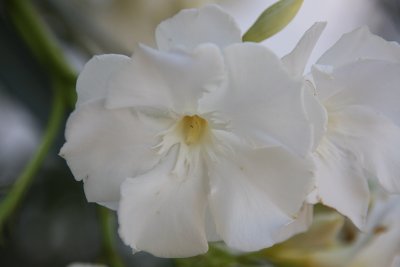 White oleander=beyaz Zakkum.jpg