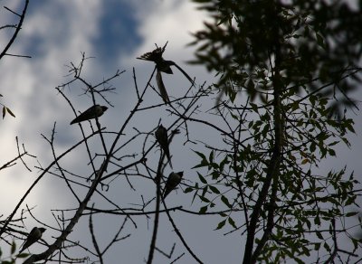 Sakarya Acarlar Longoz 20 swallow in training.jpg
