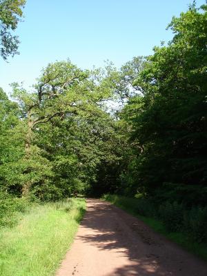 Epping Forest3.jpg