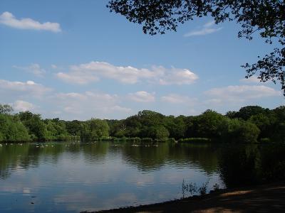 Epping Forest5.jpg