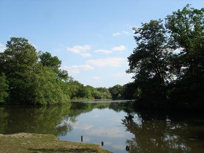 Epping Forest6.jpg