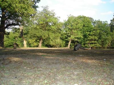 Epping Forest36.jpg