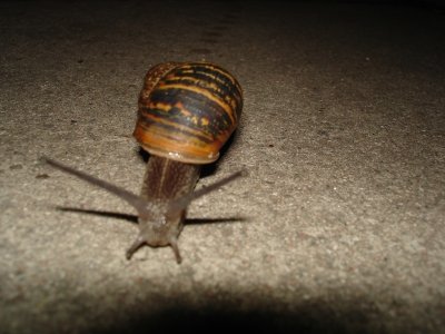 Snail on the way