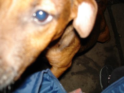 Sniff snifff