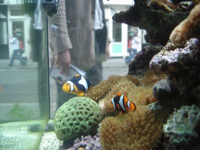Heey I found Nemo