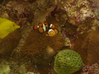 Nemo run awayyyyyy