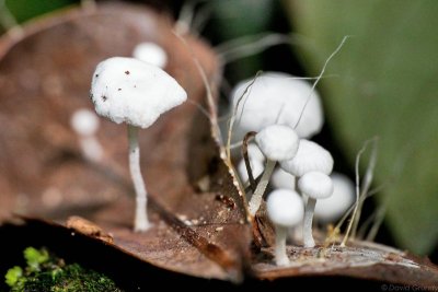 [2012.04.25] Mini mushrooms