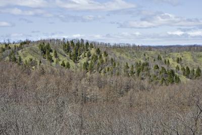 Colours of trees