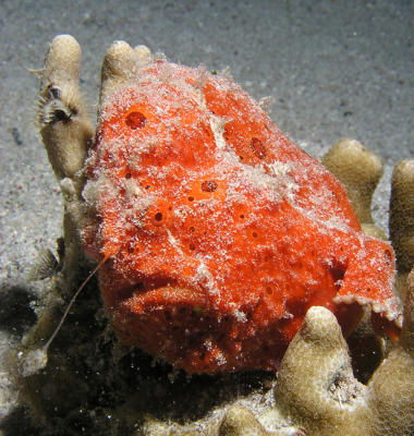 Frogfish (or Anglerfish)