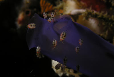 Guests at the sea squirt