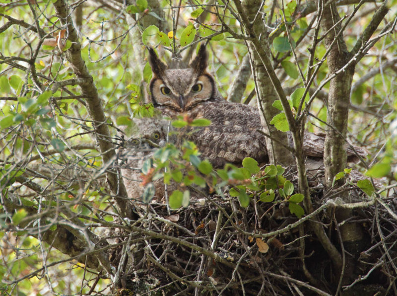 Great Horned Owl, Stevens Creek Park