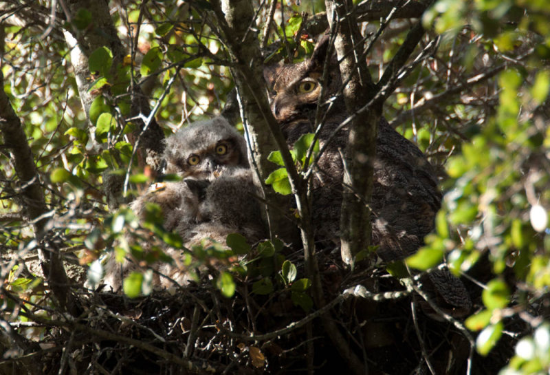 Great Horned Owl, Stevens Creek Park