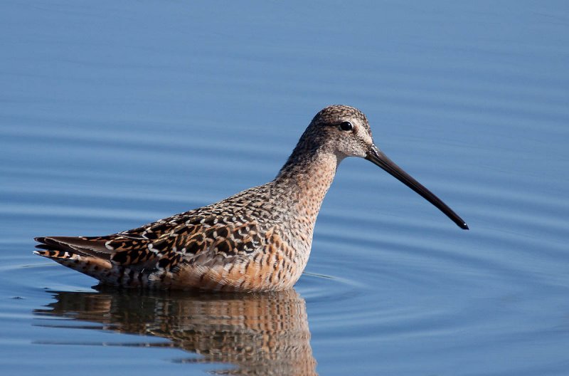 Dowitcher, Palo Alto Baylands