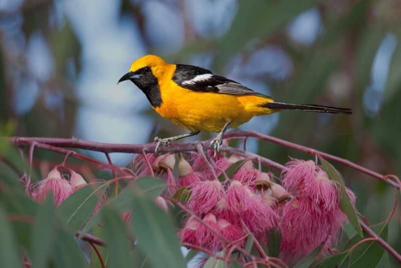 Hooded Oriole, Cupertino