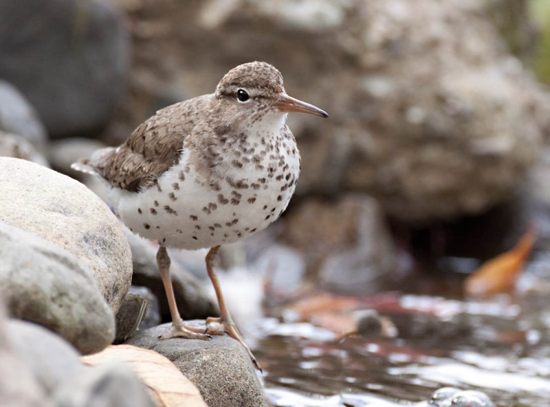 Spotted Sandpiper, Vasona