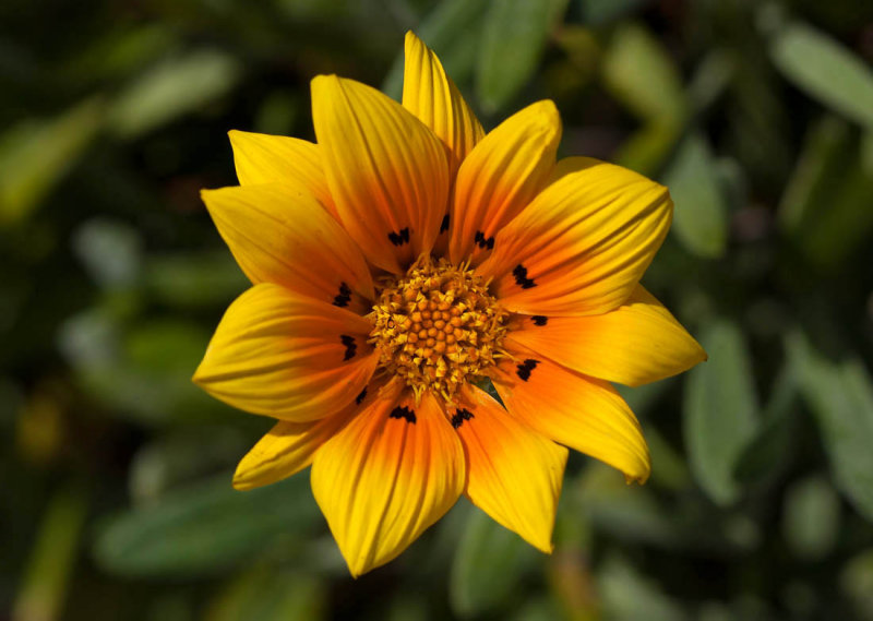 Back-Yard Flower