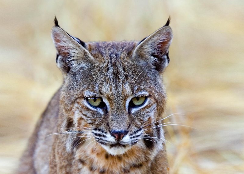 Bobcat, Rancho San Antonio