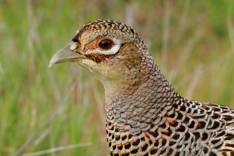 Pheasant, Female, Palo Alto Baylands