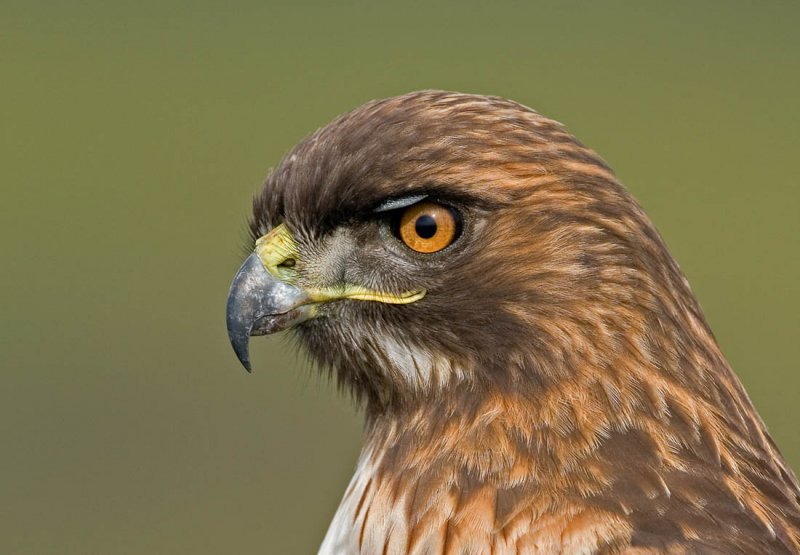 Red Tailed Hawk, Half Moon Bay