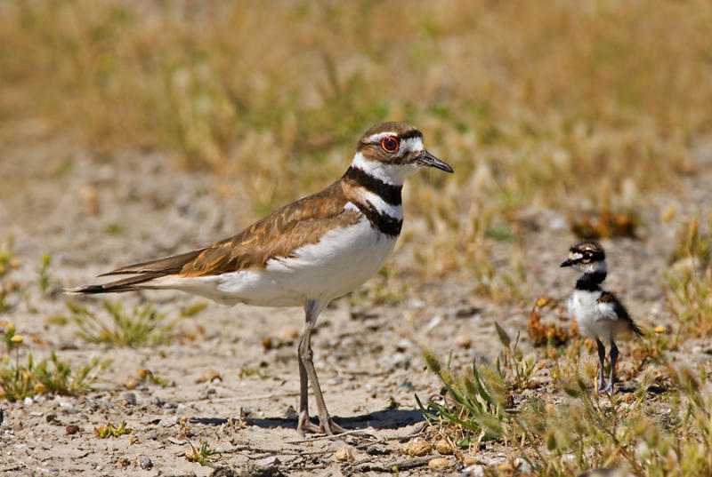 Killdeer with chick, Baylands