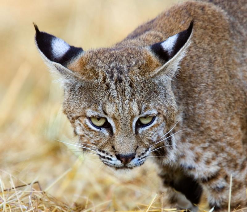 Bobcat, Rancho San Antonio