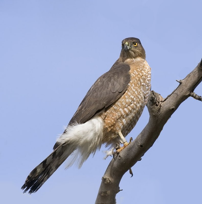 Coopers Hawk, Baylands