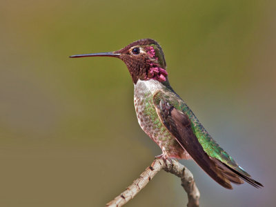 Anna's Hummingbird, Cupertino