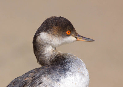 Horned Grebe, Half Moon Bay