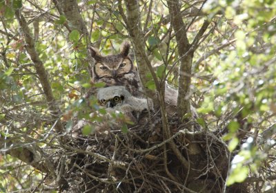 Great Horned Owl, Stevens Creek Park