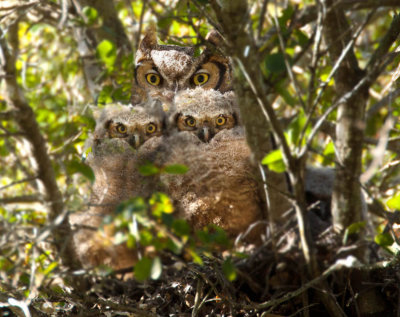 Great Horned Owl Family , Stevens Creek Park