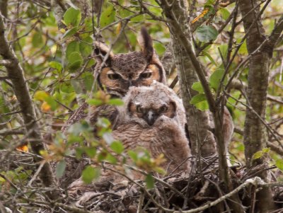 Great Horned Owl, Stevens Creek Park