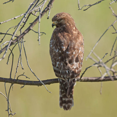 Red-Tailed Hawk, Rancho San Antonio