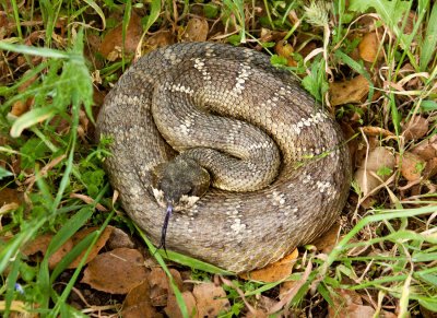 Rattle Snake, Rancho San Antonio