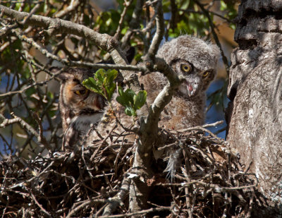 Great Horned Owls, Rancho San Antonio