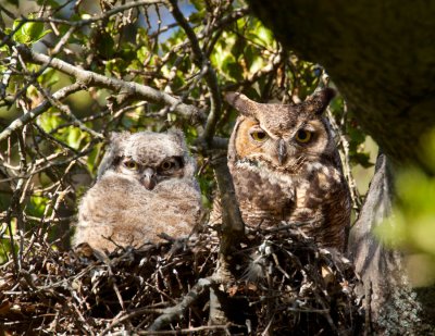 Great Horned Owls, Rancho San Antonio