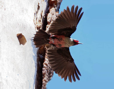 Lewis's Woodpecker, Bend, OR