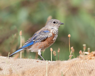 Western Bluebird, Vasona