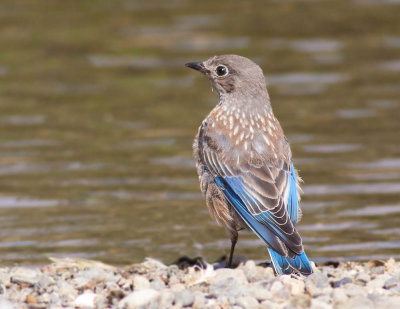 Juvenile Western Bluebird, Vasona